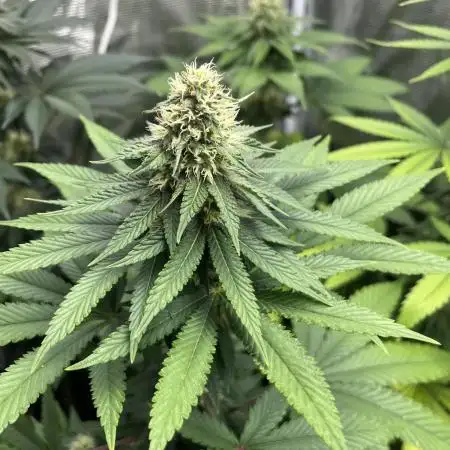 Lemon Mandarin. fastbuds