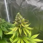 Terp & Tonic. Seedstockers