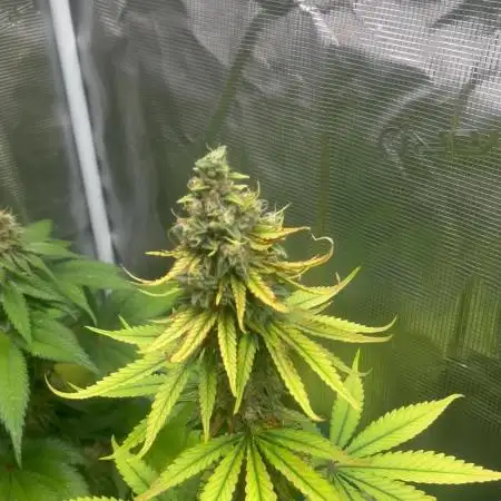 Terp & Tonic. Seedstockers