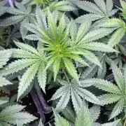 Hulkberry. RoyalQueenSeeds