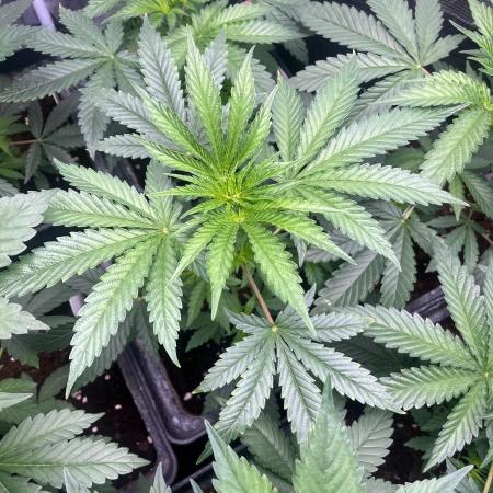 Hulkberry. RoyalQueenSeeds