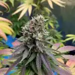 Lemon Mandarin. fastbuds