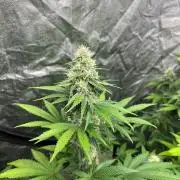 Zoap Rose. Kannabia Seeds Company