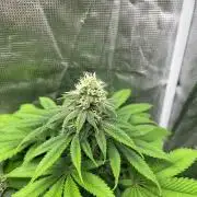 Oreoz USA. Kannabia seeds company