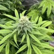 Gomu Gomu Mango. HighBreed