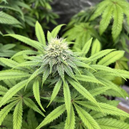 Gomu Gomu Mango. HighBreed