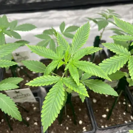 Lemon Cherry Runtz. Fastbuds