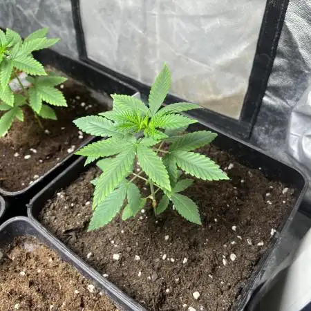 Lemon Mandarin. fastbuds