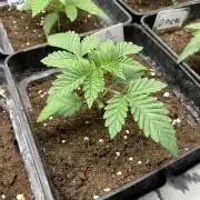 Pink Sunset. Silentseeds