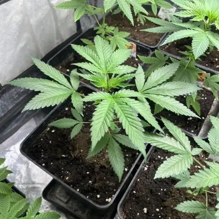 Gelato 44. RoyalQueenSeeds