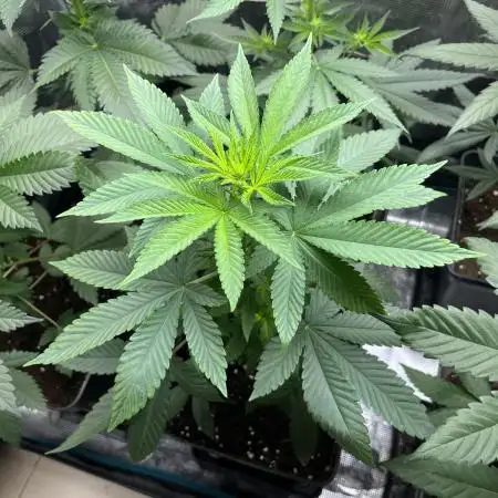 Lemon Mandarin. fastbuds