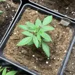 Gelato 44. RoyalQueenSeeds