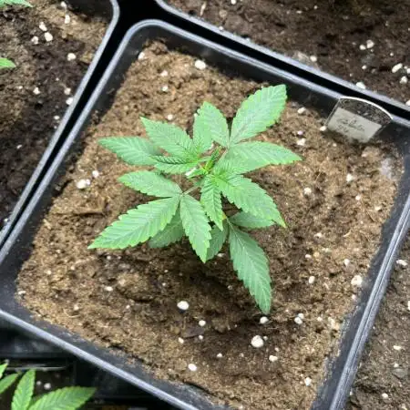 Gelato 44. RoyalQueenSeeds