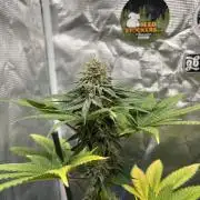 Monster Maker. Sweetseeds