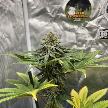 Monster Maker. Sweetseeds