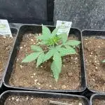 Papayton. Fastbuds