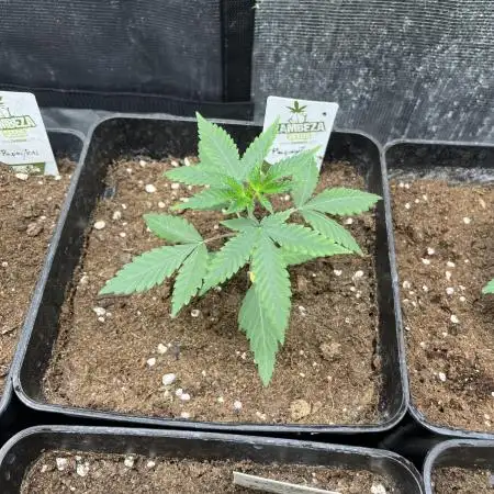 Papayton. Fastbuds