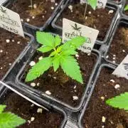 Wedding Cake. RoyalQueenSeeds