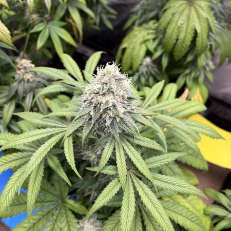 Gomu Gomu Mango. HighBreed