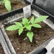 Gomu Gomu Mango. HighBreed