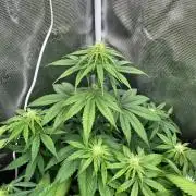 Toad Venum. Growers Choice