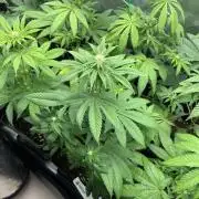 Drizl Pickl. Seedstockers