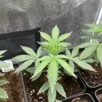 Papayton. Fastbuds