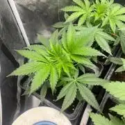 Toad Venum. Growers Choice