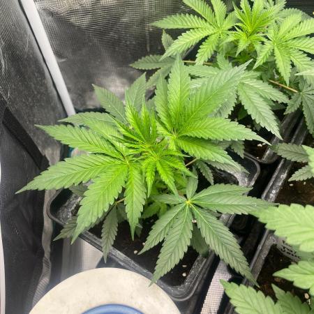 Toad Venum. Growers Choice
