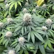Wedding Cake. RoyalQueenSeeds