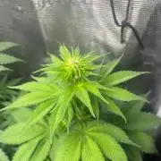 Gorilla Cookies. Seedstockers