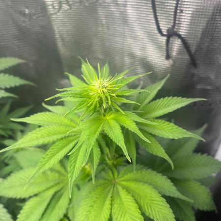 Gorilla Cookies. Seedstockers