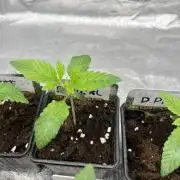 Drizl Pickl. Seedstockers