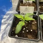 Green Gelato. RoyalQueenSeeds