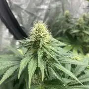 Zoap Rose. Kannabia Seeds Company