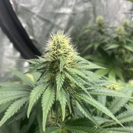 Zoap Rose. Kannabia Seeds Company