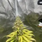 Runtz Punch. Herbies