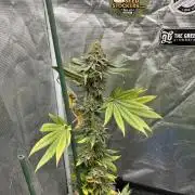 Monster Maker. Sweetseeds