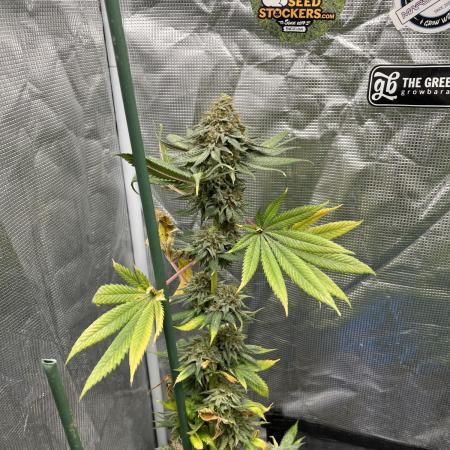 Monster Maker. Sweetseeds