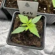 GG4. MSNL
