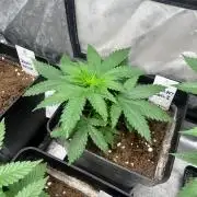 Sherbet Jedi Joint. HighBreed