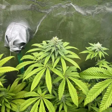 Drizl Pickl. Seedstockers