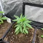 Lemon Cherry Runtz. Fastbuds