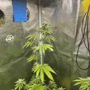 Pink Sunset. Silentseeds