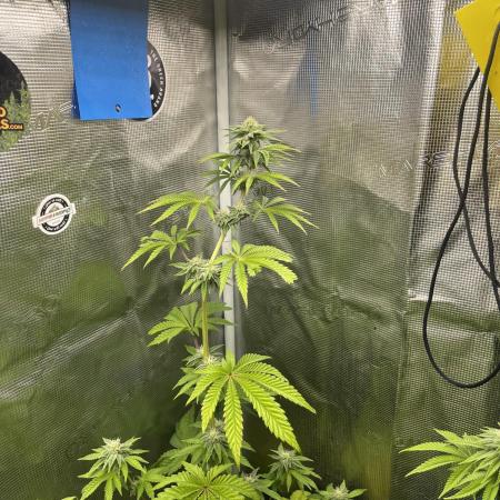 Pink Sunset. Silentseeds