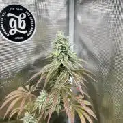 Pink Sunset. Silentseeds