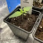 Gomu Gomu Mango. HighBreed