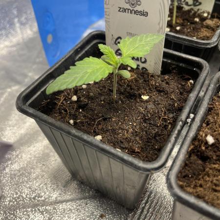 Gomu Gomu Mango. HighBreed