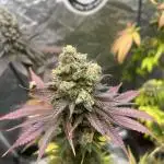 Gelato 44. RoyalQueenSeeds