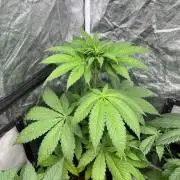 Fishy Zoap. Seedstockers